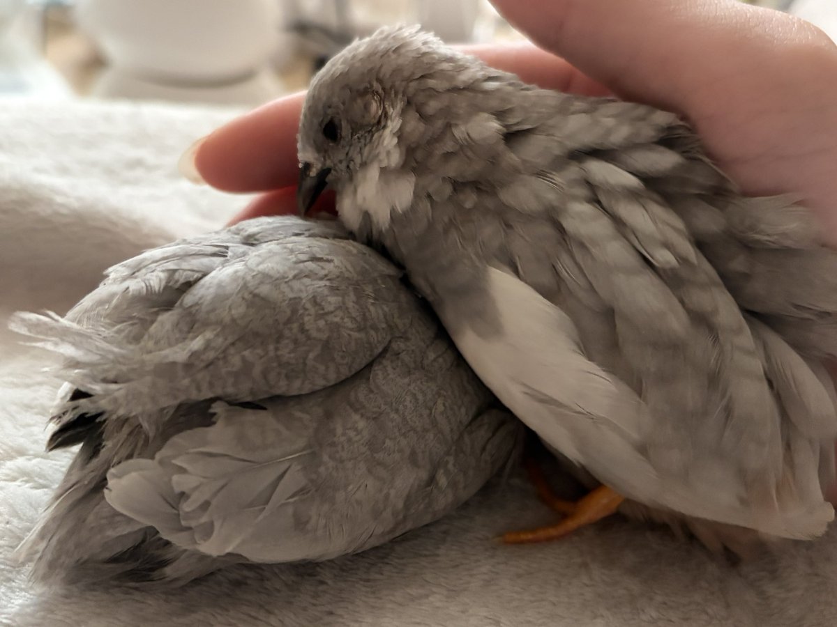 ポポチョロ🐦💨 (@1b4fc39ec9e04d3) / Posts / X