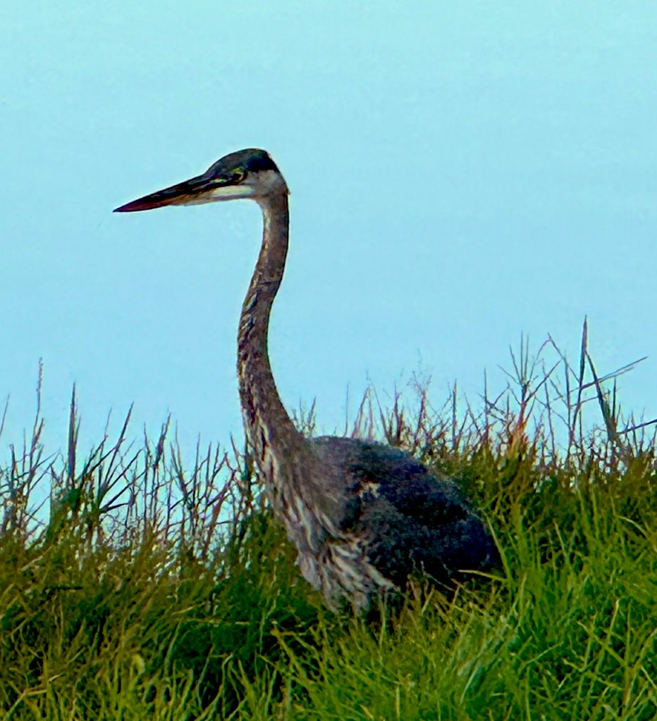 MariRoz's tweet image. Today i walked and I snapped these pictures