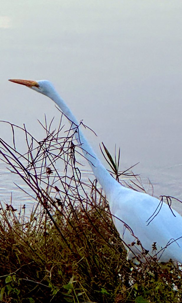 MariRoz's tweet image. Today i walked and I snapped these pictures