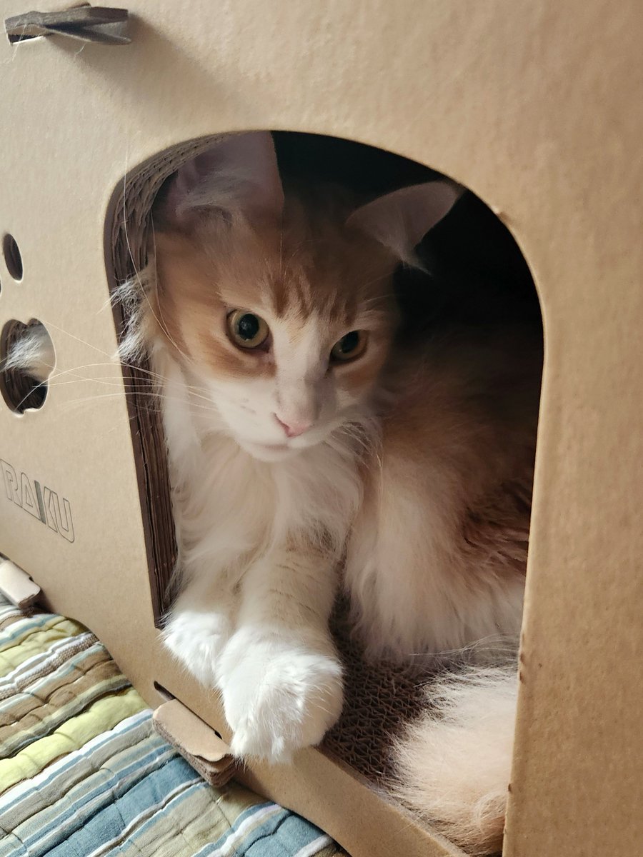 おはようございます☀
今年の冬は…どうやらここをニャルソック拠点に決めたらしい😼
#メインクーン #ねこ #猫のいる暮らし #猫好きさんと繋がりたい