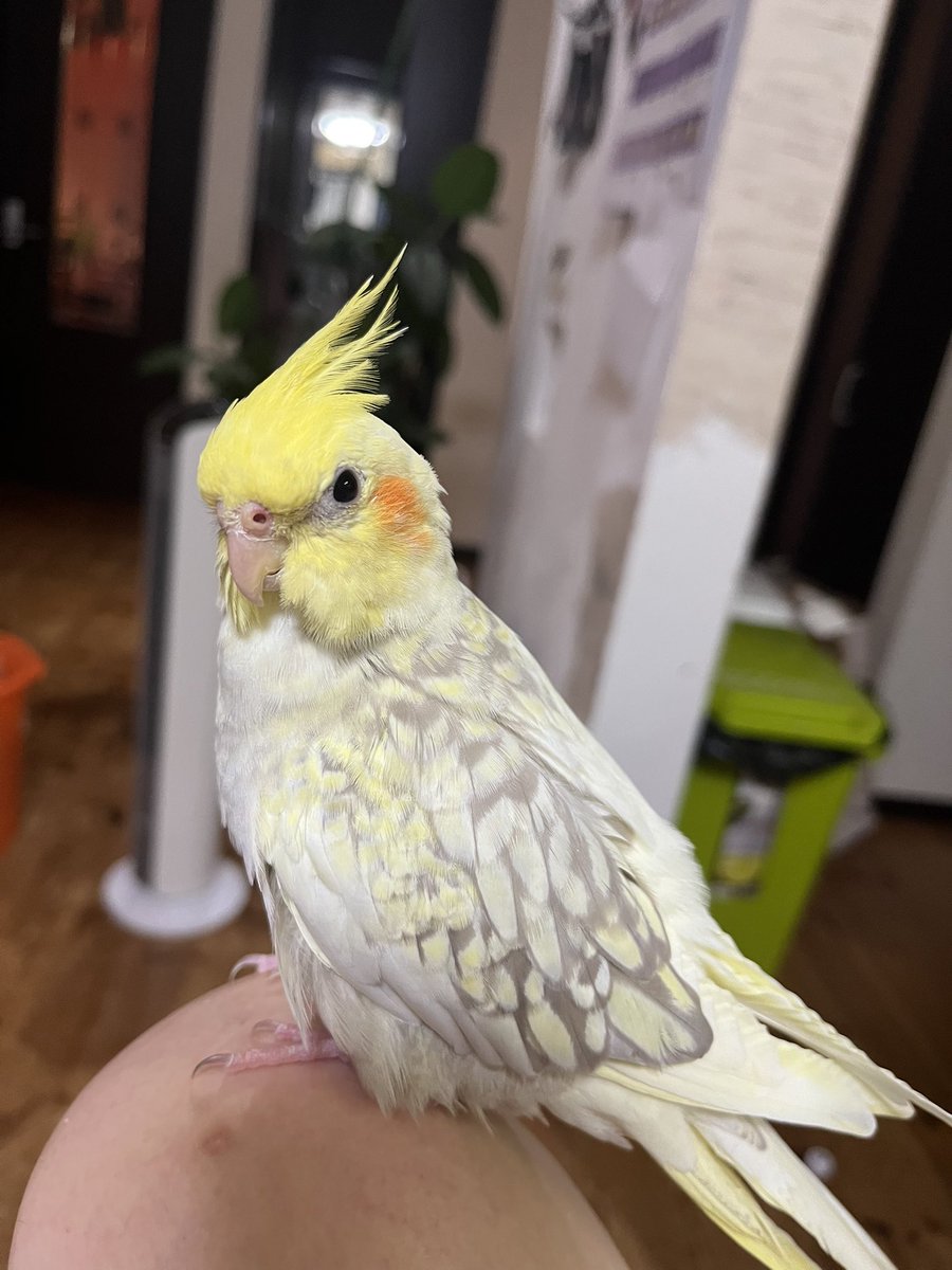 インコ好き (@iXF9E37S0Y25897) / Posts / X