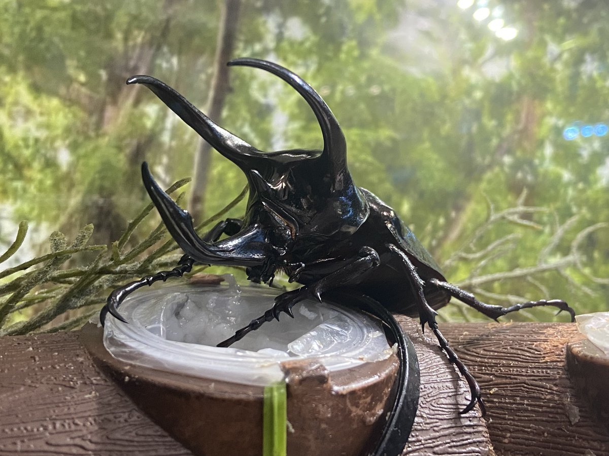 カブクワカカポ tweet media