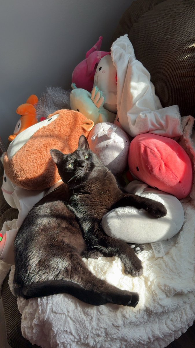 CelestiaLunaVT's tweet image. so thankful for these cuties and the joy they bring me🤍