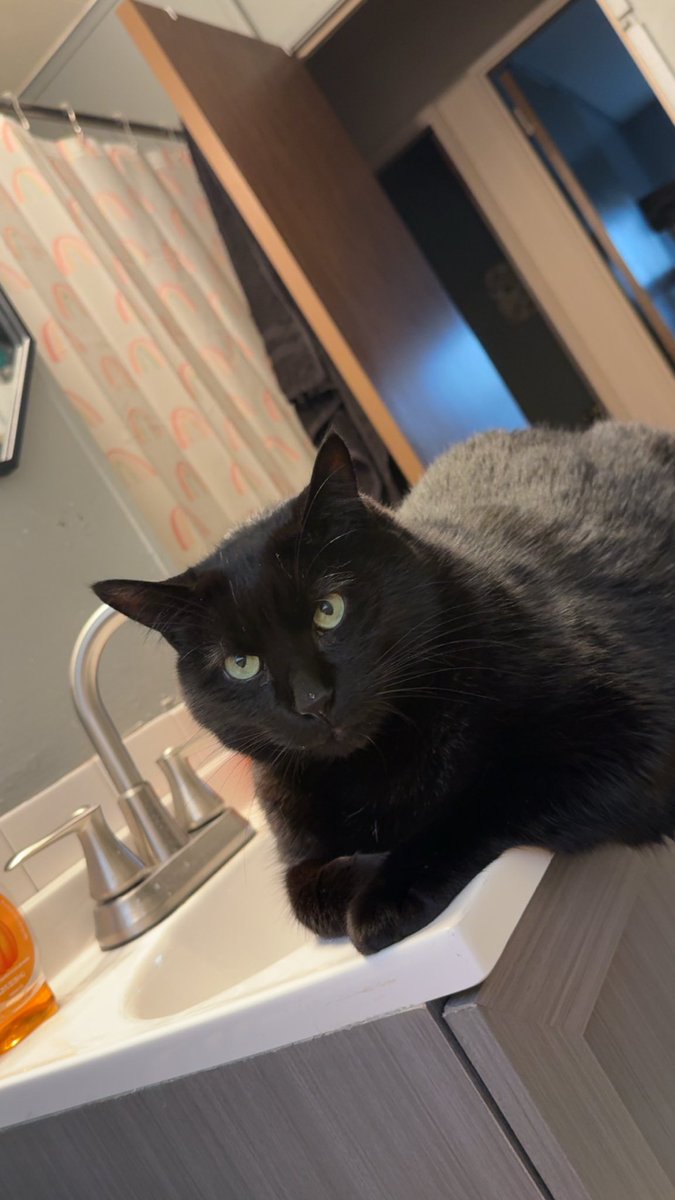 CelestiaLunaVT's tweet image. so thankful for these cuties and the joy they bring me🤍