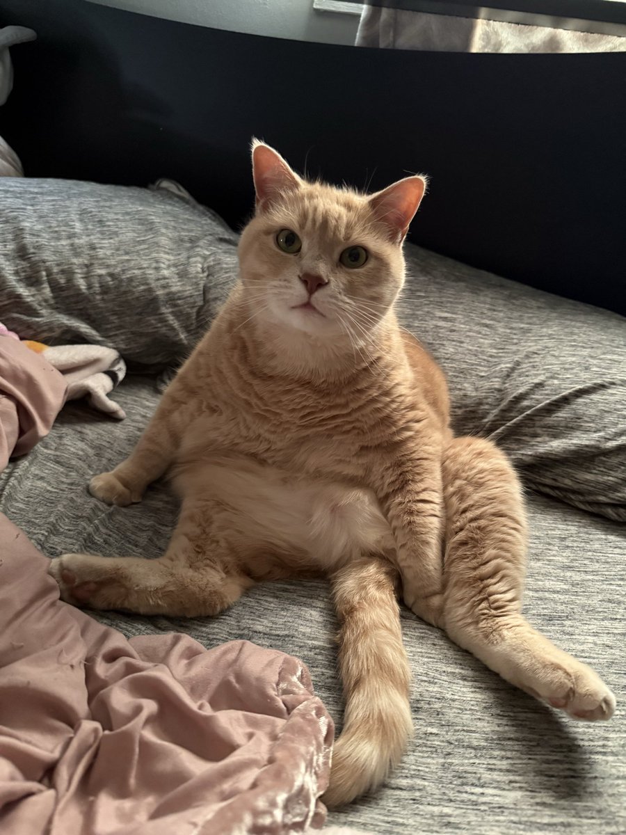 CelestiaLunaVT's tweet image. so thankful for these cuties and the joy they bring me🤍