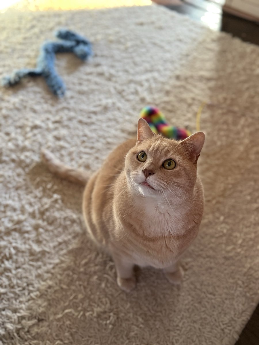 CelestiaLunaVT's tweet image. so thankful for these cuties and the joy they bring me🤍