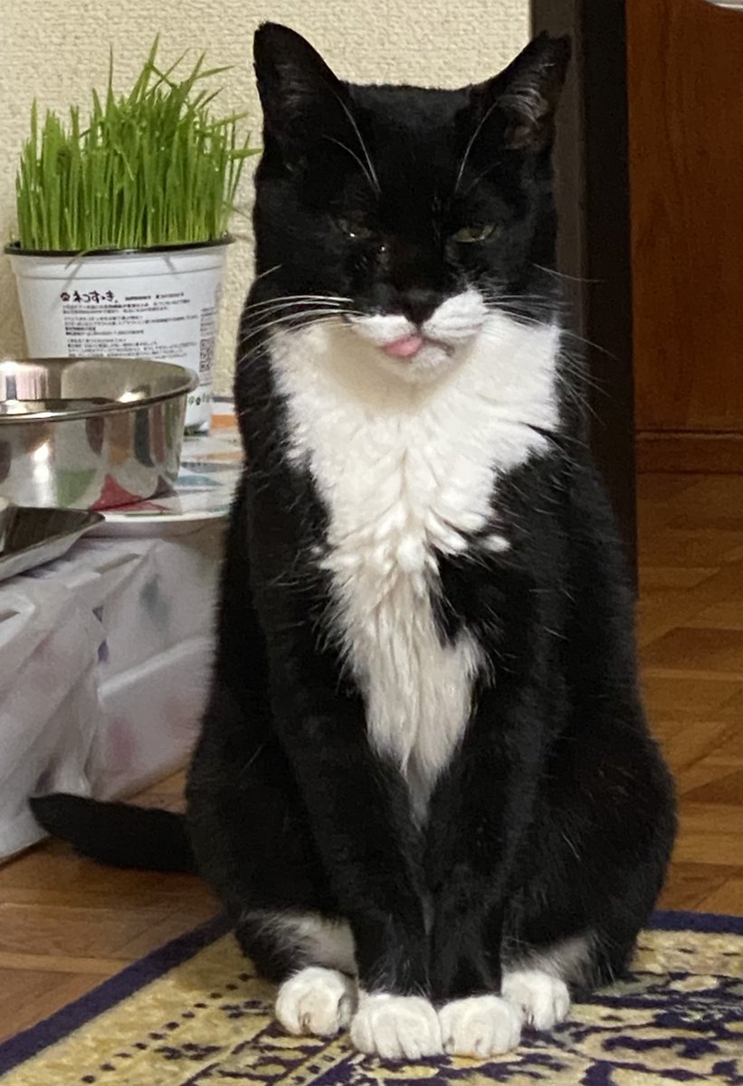 アチャ (@acha_acha04) / Posts / X