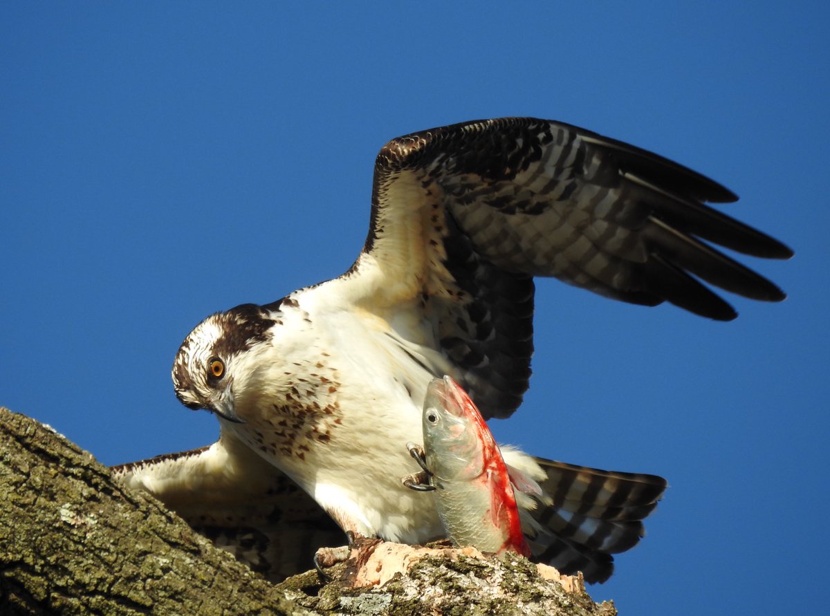Osprey with catch. Today in Prospect Park. <a href="/BirdBrklyn/">Brooklyn Bird Alert</a> <a href="/prospect_park/">Prospect Park</a>