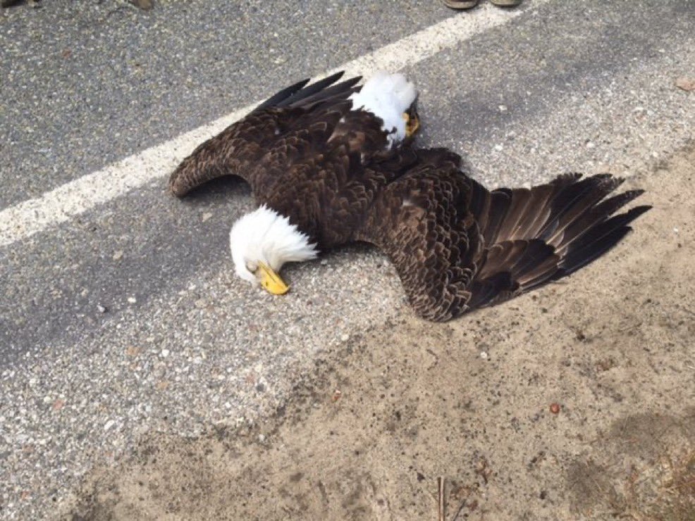 AngelKazadi's tweet image. Je répète l&apos;aigle🇳🇬 est par terre 🤣  je répète 🇳🇬 l&apos;aigle est par terre 🙈
Il a été maîtrisé par le léopard 🐆🇨🇩