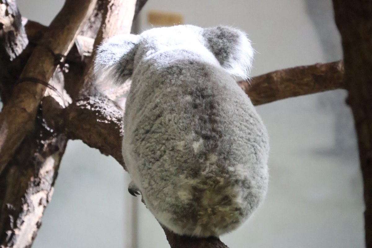 けつようび🐨🍑 251114📷 #多摩動物公園 #コアラ #あずま