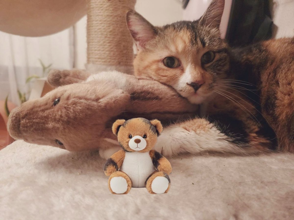 アチャ (@acha_acha04) / Posts / X