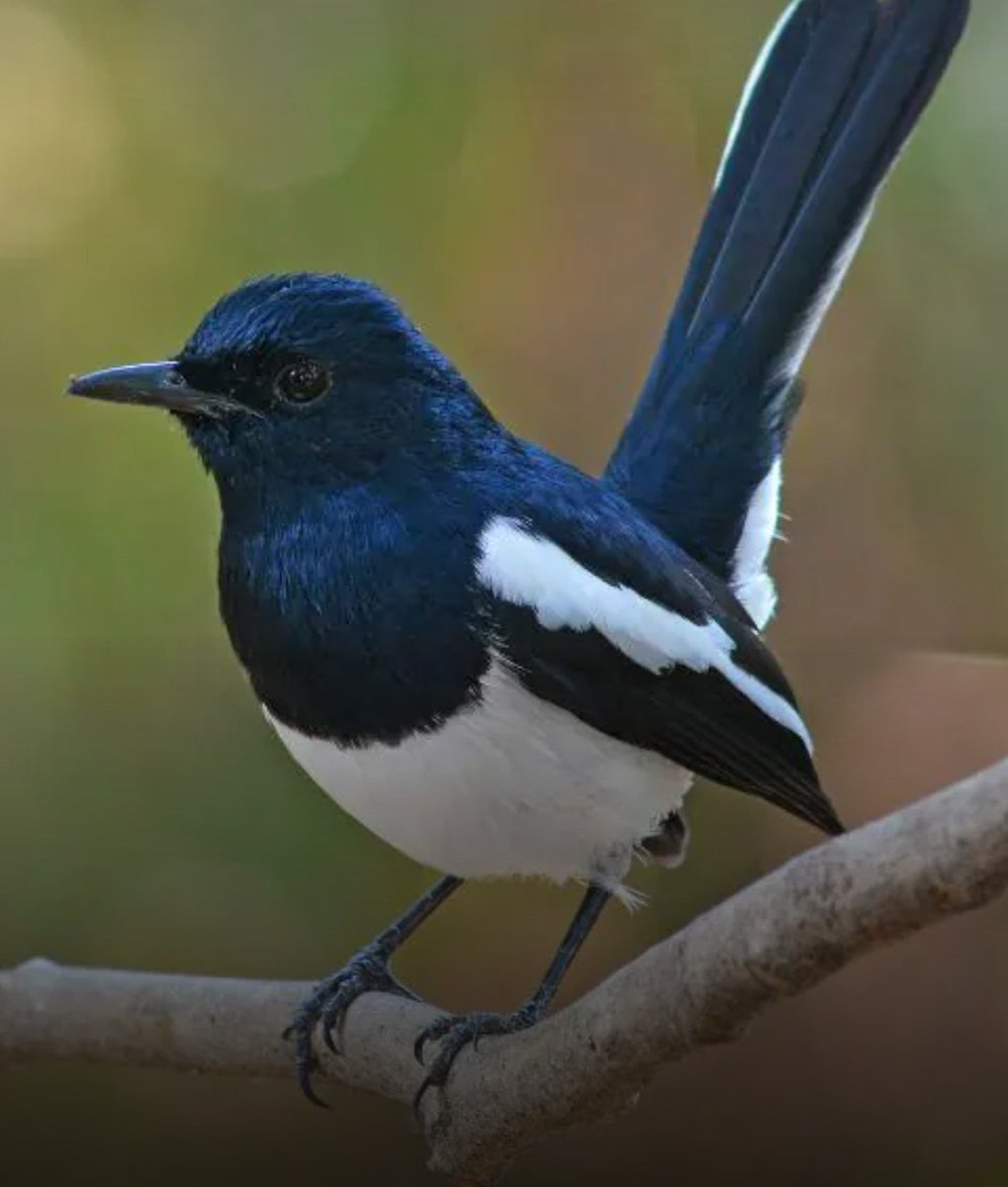 ejnyamogo's tweet photo. 🫡 to the #Veterans in the family. Happy and blessed Sunday my valued X friends 😊🌹🫂🙏.
A piece of a beautiful #nature at its best for #naturelovers of #WildBirds
#WingsOfWonder
#ColorsOfNature
#MelodiesOfNature
#NatureCharms
Enjoy the moment and remember to stay safe coz your lives are precious 🥰🥰🥰🥰🥺