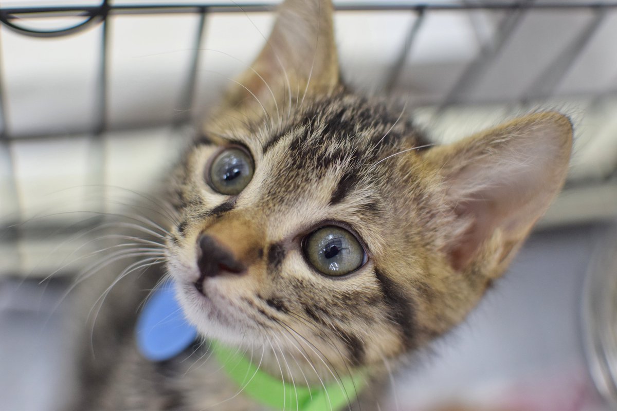 昨日は保護猫ちゃん譲渡会の撮影ボランティアでした！
大人猫さんのトライアルも決まったそうで、正式譲渡になればいいな～

#保護猫を家族に  
#野良猫 #保護猫 #一眼レフ #猫好きな人と繋がりたい #写真好きな人と繋がりたい