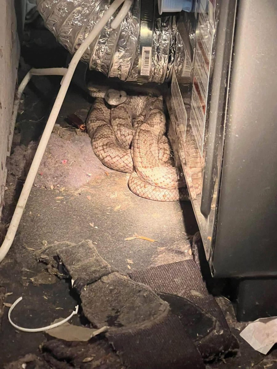 davidclowery's tweet image. Whenever we have company over, my wife runs around the house randomly stuffing shit in closets and drawers. Takes me weeks to find anything. Just now found my snake.