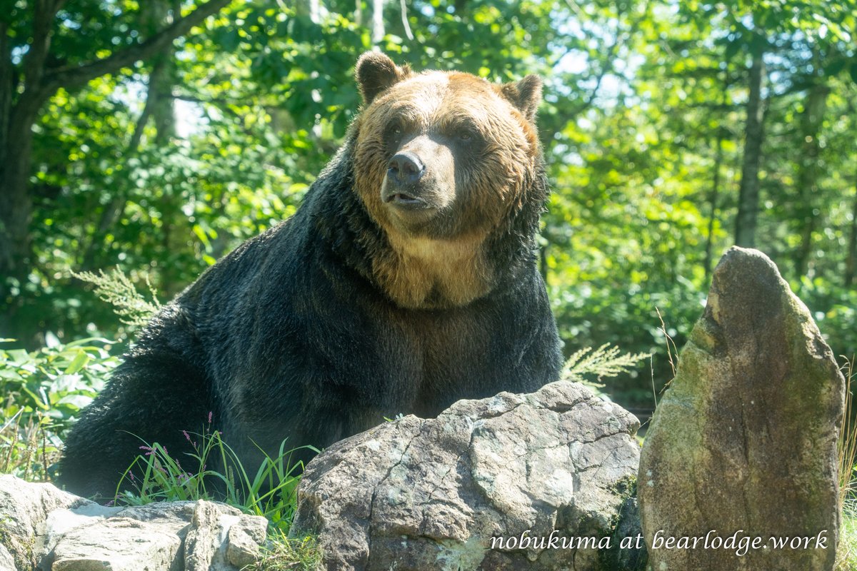 レラ #月曜日のクマ #ベア・マウンテン #エゾヒグマ #北海道新得町 202509