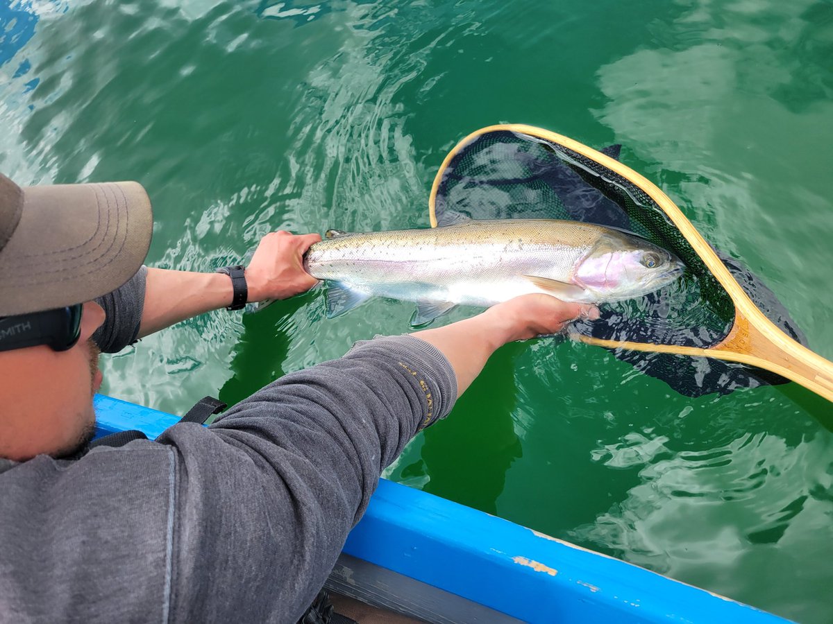 dougbwright's tweet image. #troutfishing #flyfishing #rainbowtrout #britishcolumbia #fishing