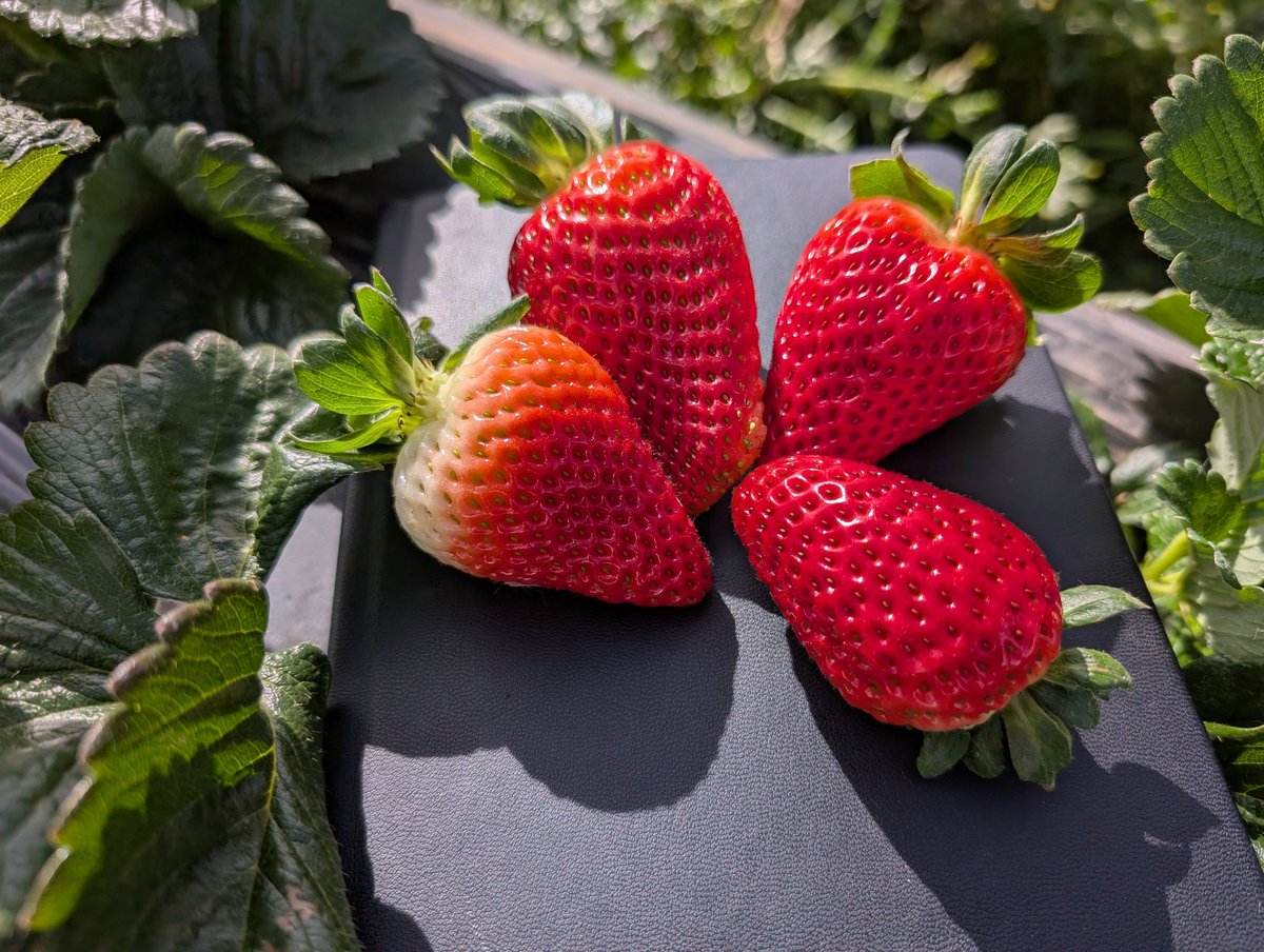 Jan Robben tweet media