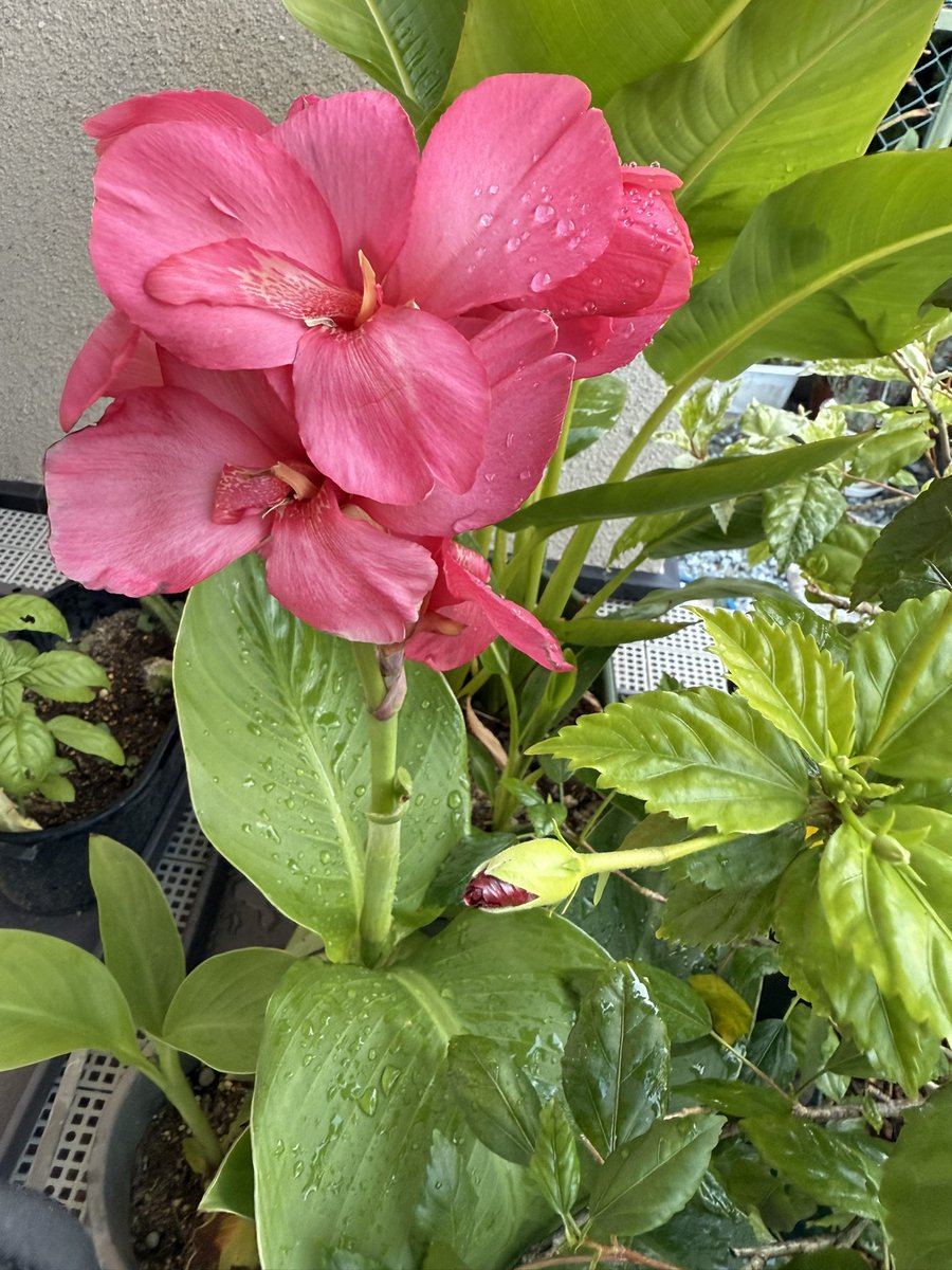 おはようございます☀️ 今日までが 日中ポカポカなんかなー さて