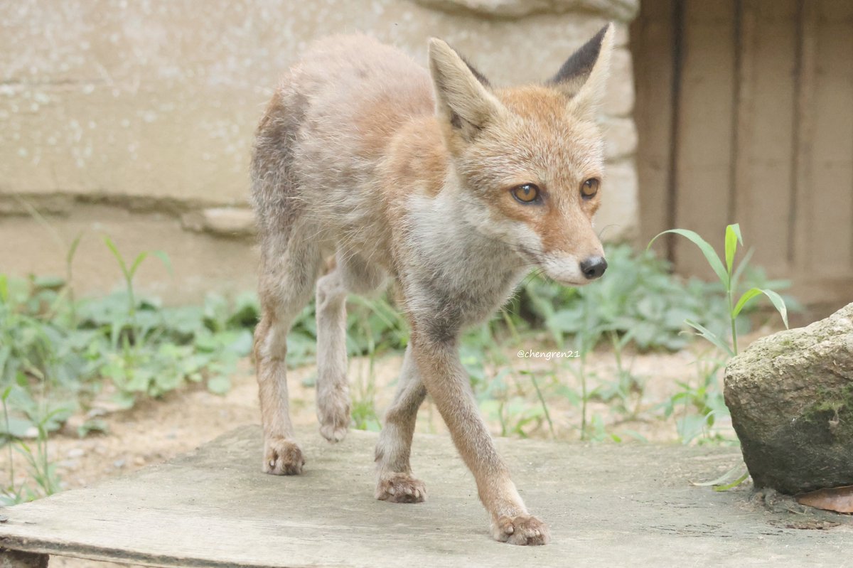 Cheng-Ren🦊🐺 (@chengren21) / Posts / X