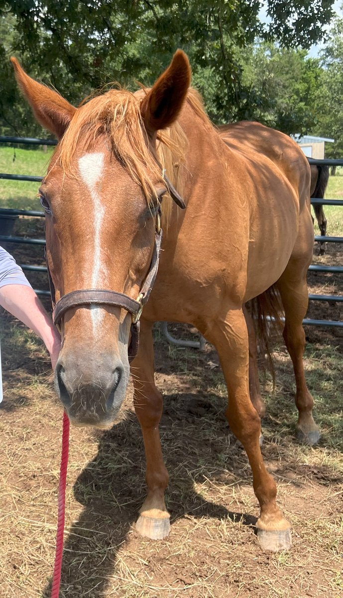 ❤️❤️❤️❤️ Some pictures of just a few of the thoroughbreds we rescued and are at Thoroughbred Retirement Foundation (TRF) at different locations. The top 1st picture is Trippi's Sailor at Lowell Correctional in Ocala, Fl. The second picture is Romero at Powhatan Plantation, VA,