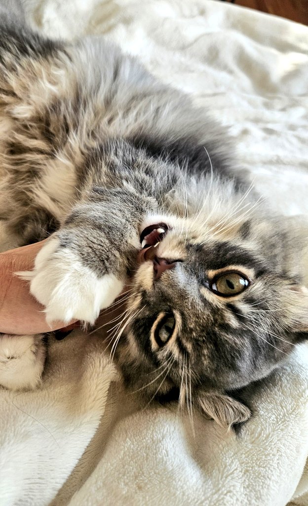 あおいくん&かえでくん（ラグドール）さつきくん(サイベリアン