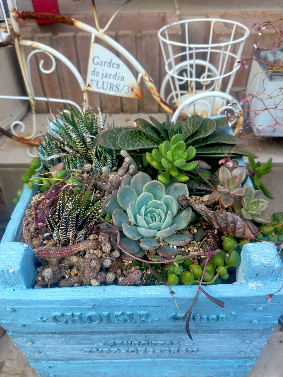 Ajfo98Sh's tweet image. 省吾さん💕あとチョコっとになり
心高鳴る毎日になりました🥹
感謝です✨泣きそうです✨

仕事も手に付かず、、
頭の中は浜省三昧です💕
今朝は凱旋門を歌いながら♬♬

寒くなって来ると
ピンクに色付いてくれる…時を待つ
これからが楽しみ😌

ここからさよならする時は、、🤫

#浜田省吾 
#感謝