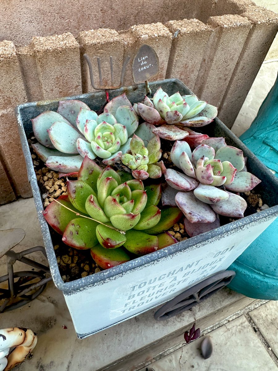 Ajfo98Sh's tweet image. 省吾さん💕あとチョコっとになり
心高鳴る毎日になりました🥹
感謝です✨泣きそうです✨

仕事も手に付かず、、
頭の中は浜省三昧です💕
今朝は凱旋門を歌いながら♬♬

寒くなって来ると
ピンクに色付いてくれる…時を待つ
これからが楽しみ😌

ここからさよならする時は、、🤫

#浜田省吾 
#感謝