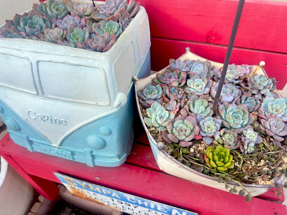 Ajfo98Sh's tweet image. 省吾さん💕あとチョコっとになり
心高鳴る毎日になりました🥹
感謝です✨泣きそうです✨

仕事も手に付かず、、
頭の中は浜省三昧です💕
今朝は凱旋門を歌いながら♬♬

寒くなって来ると
ピンクに色付いてくれる…時を待つ
これからが楽しみ😌

ここからさよならする時は、、🤫

#浜田省吾 
#感謝