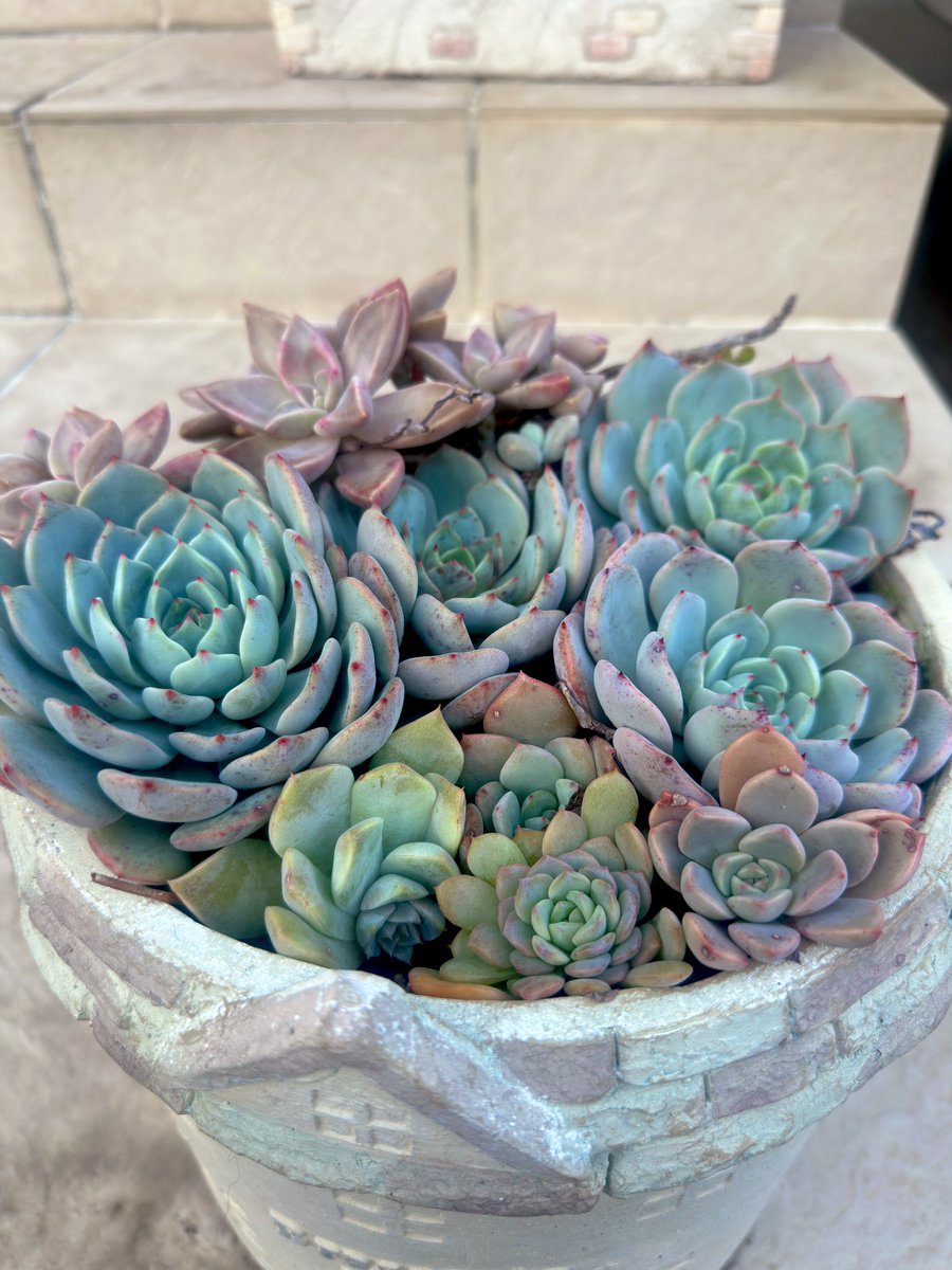 Ajfo98Sh's tweet image. 省吾さん💕あとチョコっとになり
心高鳴る毎日になりました🥹
感謝です✨泣きそうです✨

仕事も手に付かず、、
頭の中は浜省三昧です💕
今朝は凱旋門を歌いながら♬♬

寒くなって来ると
ピンクに色付いてくれる…時を待つ
これからが楽しみ😌

ここからさよならする時は、、🤫

#浜田省吾 
#感謝