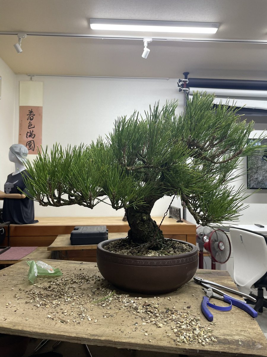 after before
#盆栽 #bonsai # 黒松 #blackpine #高松 #takamatsucity #art #youtubelive

YouTubeライブで作業した樹です。写真がうまく撮れてないので、分かりにくいとは思いますが、ご了承ください