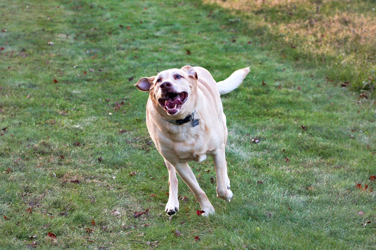 CharlieBourdo's tweet image. Angus appreciation post

It’s hard to say goodbye but damn he’s the best dog our family could’ve asked for ❤️