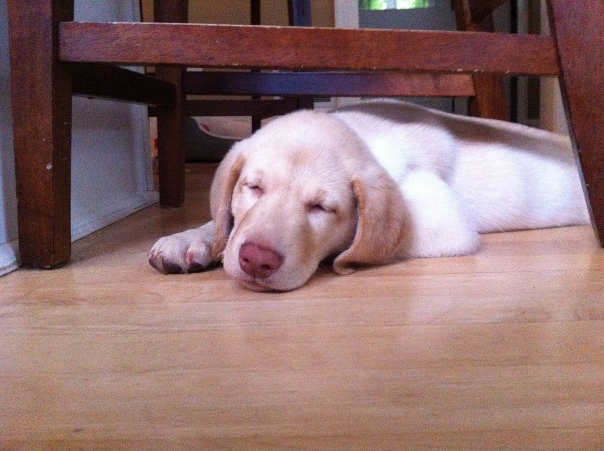 CharlieBourdo's tweet image. Angus appreciation post

It’s hard to say goodbye but damn he’s the best dog our family could’ve asked for ❤️