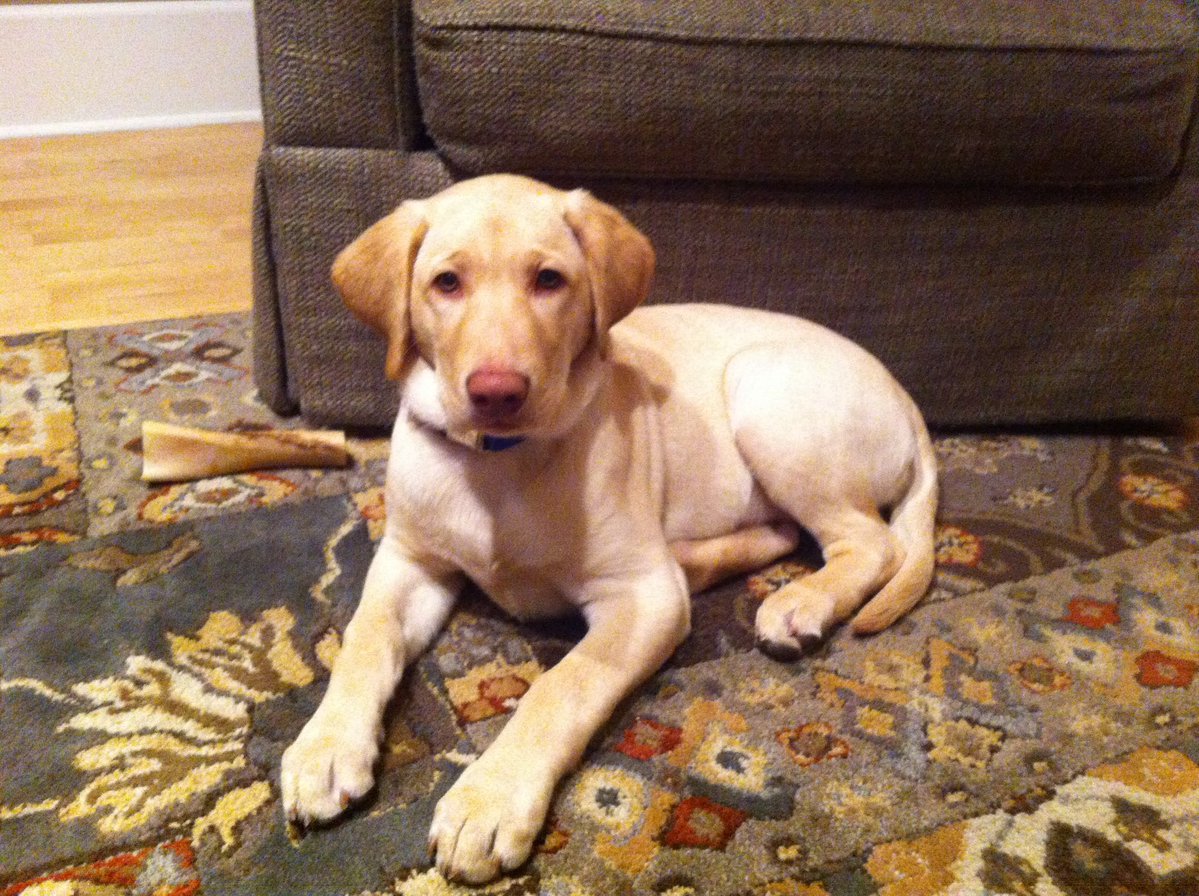 CharlieBourdo's tweet image. Angus appreciation post

It’s hard to say goodbye but damn he’s the best dog our family could’ve asked for ❤️