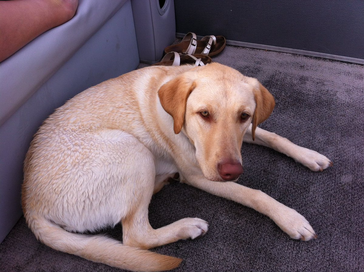 CharlieBourdo's tweet image. Angus appreciation post

It’s hard to say goodbye but damn he’s the best dog our family could’ve asked for ❤️