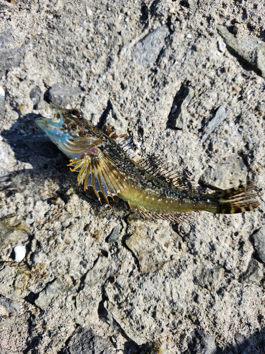 maounibalezuni's tweet photo. 11月15.16といつもの林崎へカレイ狙い
全く誰もカレイ釣れてる姿は見なかった。
私と妻はチヌを筆頭にコブダイに少し大きく育ったメバルやチャリコにアジと妻が変なの釣れたと言い調べたら世にも奇妙な魚と書いてるアオアナハゼとか言う変なハゼも釣れてました🤣
身まで青い魚らしいです。
カレイ…。 https://t.co/rq8kiaEh9E
