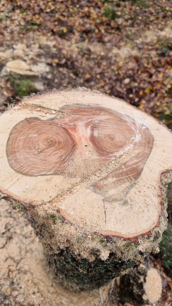 Okay, I’m saying it now with full confidence:  my chainsaw will make every other chainsaw irrelevant, I will make every other LLM irrelevant. Nobody is ready. Comment ET and I will send you my free step-by-step guide on finding extra terrestrials, in trees.