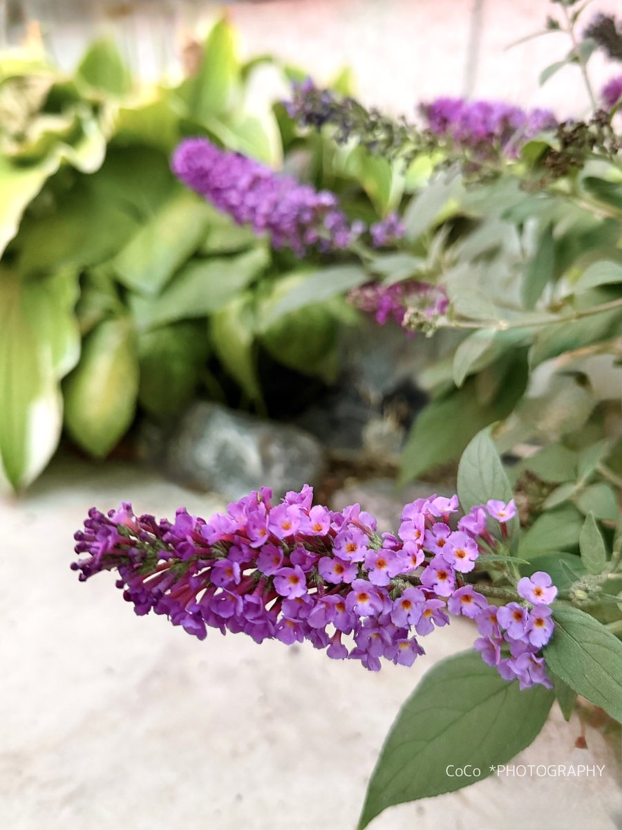 39coco39coco's tweet image. おはよう！！
晴れやかな月曜日☀️

#ブッドレア が朝の光を集めて揺れてる💜

花言葉「魅力」「あなたを慕う」
──陽を浴びた小さな花たちが、そっとエールをくれる🌿

夏花もまだまだ元気なんて奇跡🤭

今日も良い一日でありますように🌈

#ガーデニング