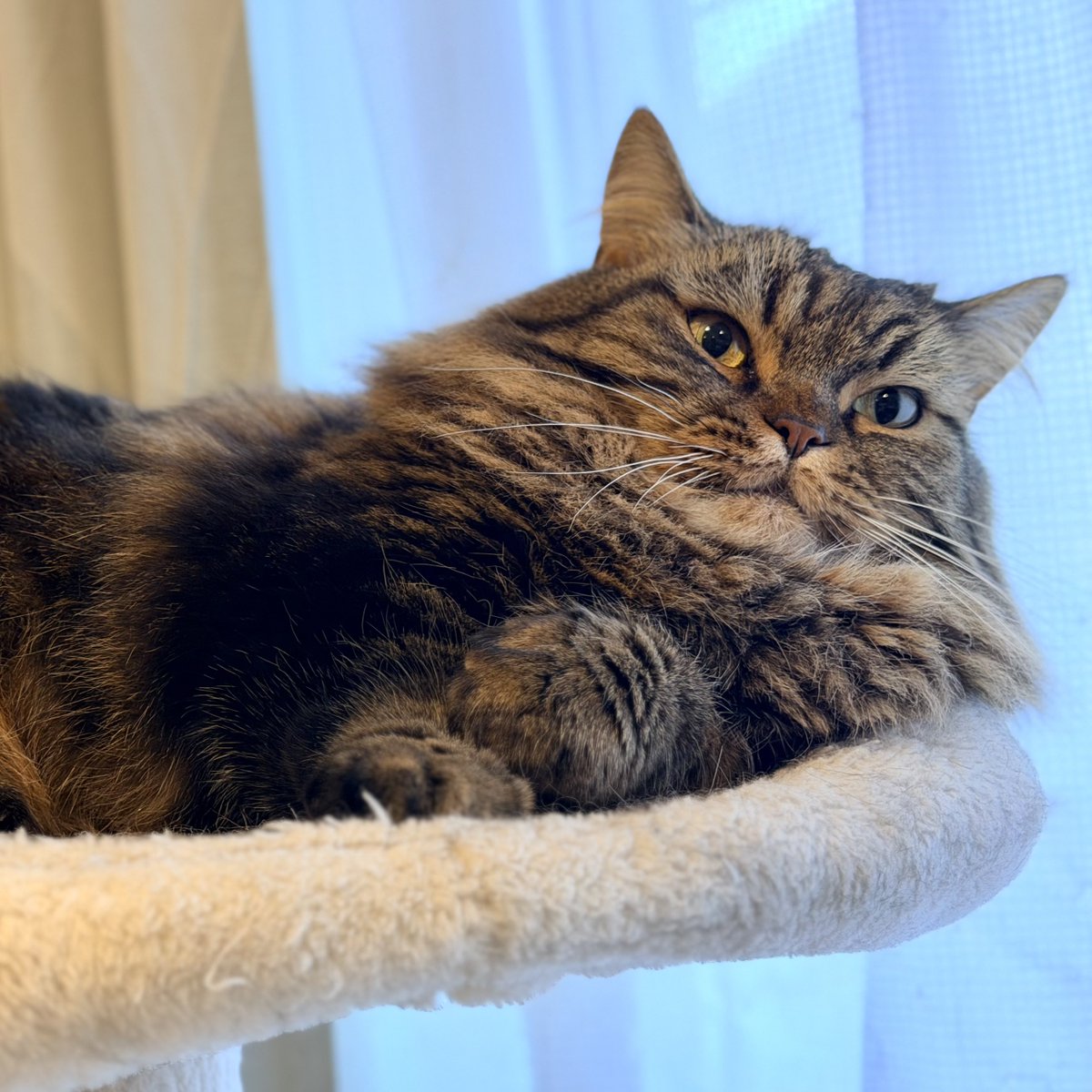 メンダコみたいなあたまですね
おはようございます🌱