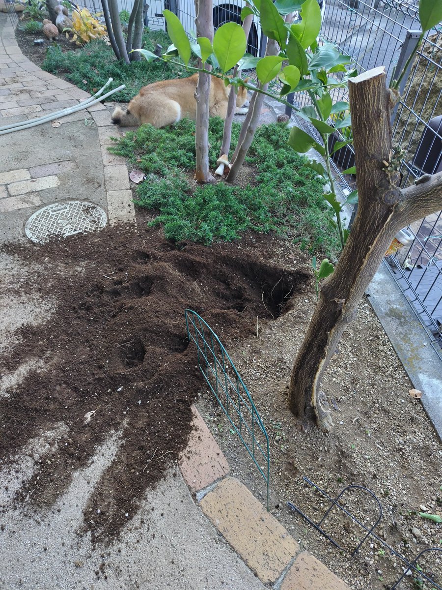 本日の日向巨匠の力作『大穴』でございます🕳️
#柴犬　#赤柴　#巨柴　#穴掘り名犬