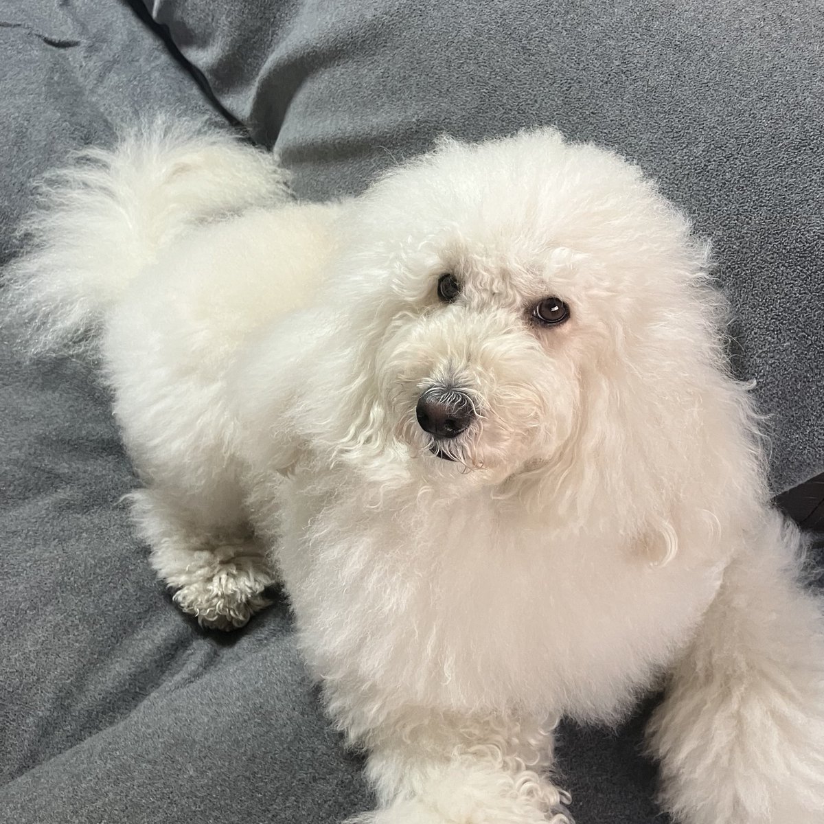 ご機嫌斜め『今日は散歩に行かないのかなワン』