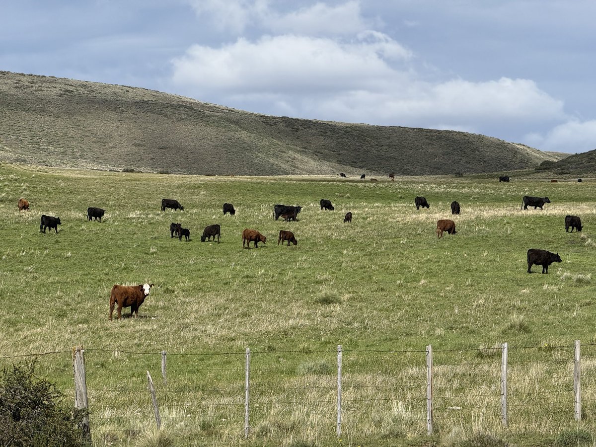 Jeremias G. Butto 🦁 🍋 🥩🐠🍗🍖🍳🥑🧀🍷🥃 tweet media