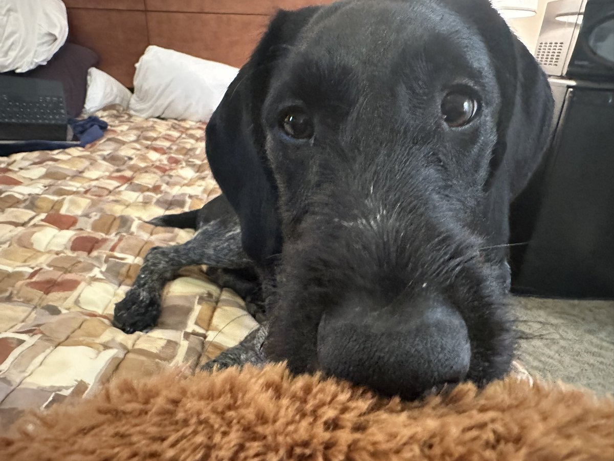 The Boobie suffered trauma. We repaired it. Prey Drive has re-engaged 🤣