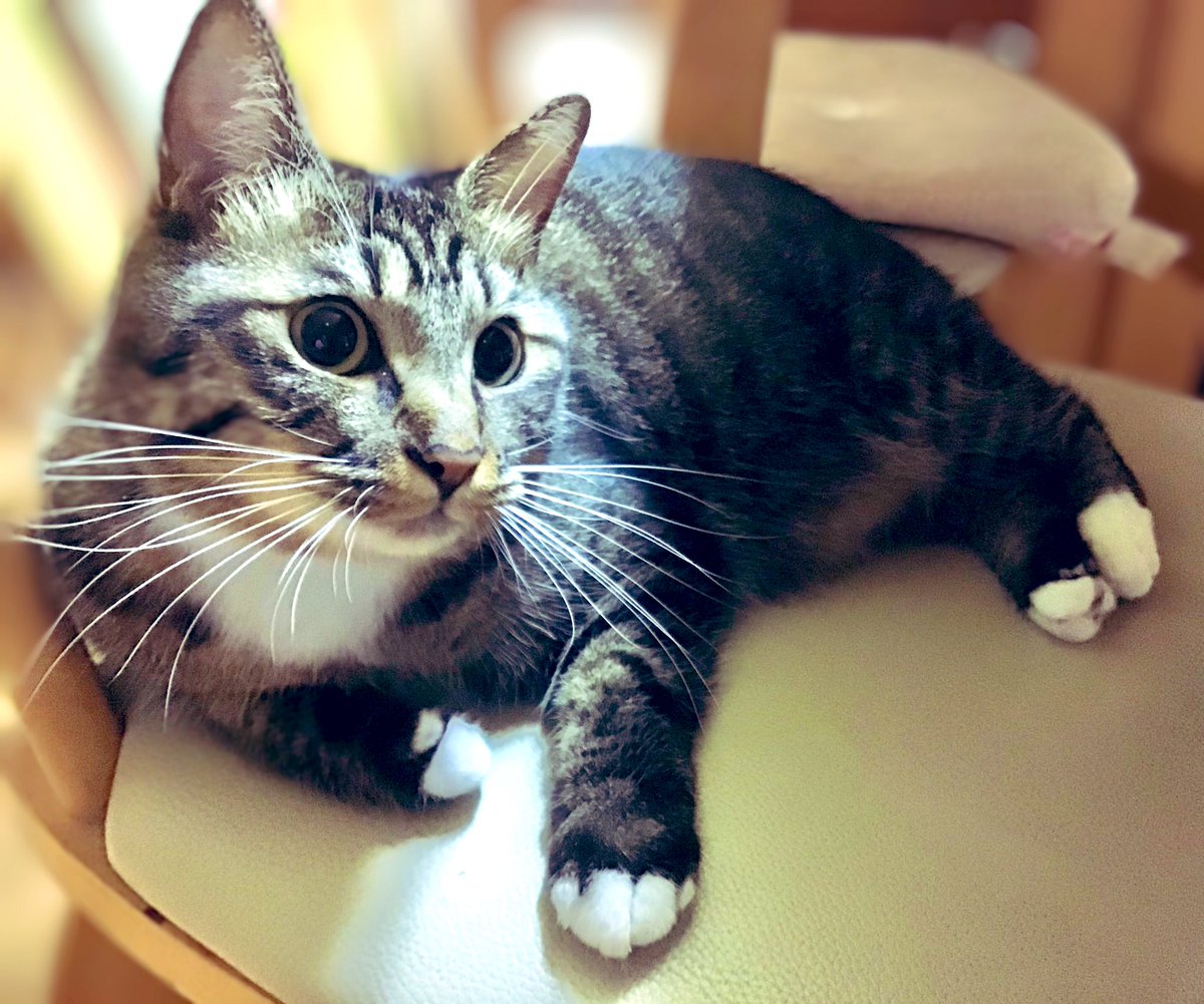 ♡ぜんきち様ご確認♡ まぜこ2 (@oekakiuramame) / Posts / X