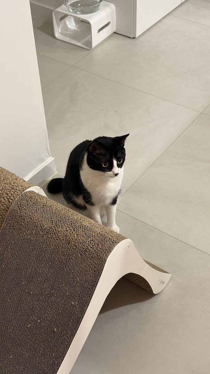 _bong9's tweet image. 손님이 와서 3박4일 자고 감 
김밥이가 또 왜 안가지 얼굴로 손님을 봄 ㅋㅋ