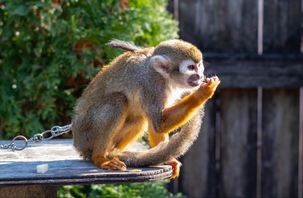 skytree__634's tweet photo. X-E5
XF35mmf1.4のとろけるぼけ味。

 #FUJIFILM
 #xe5
 #東武動物公園 https://t.co/VczSAlQCMY