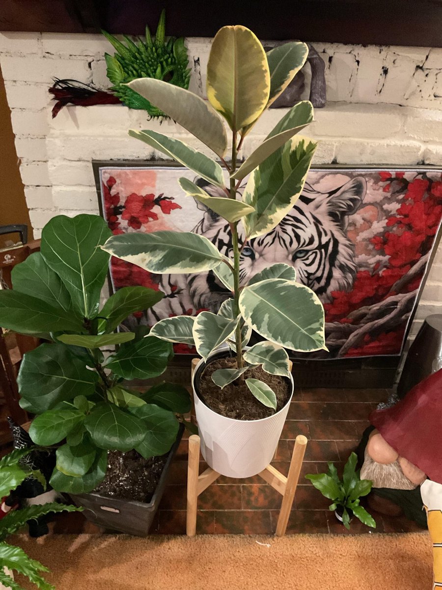 AllForGardening's tweet image. My new fiddle leaf
 
allforgardening.com/1510803/my-new…
 
#FicusLyrata #FiddleLeafFig