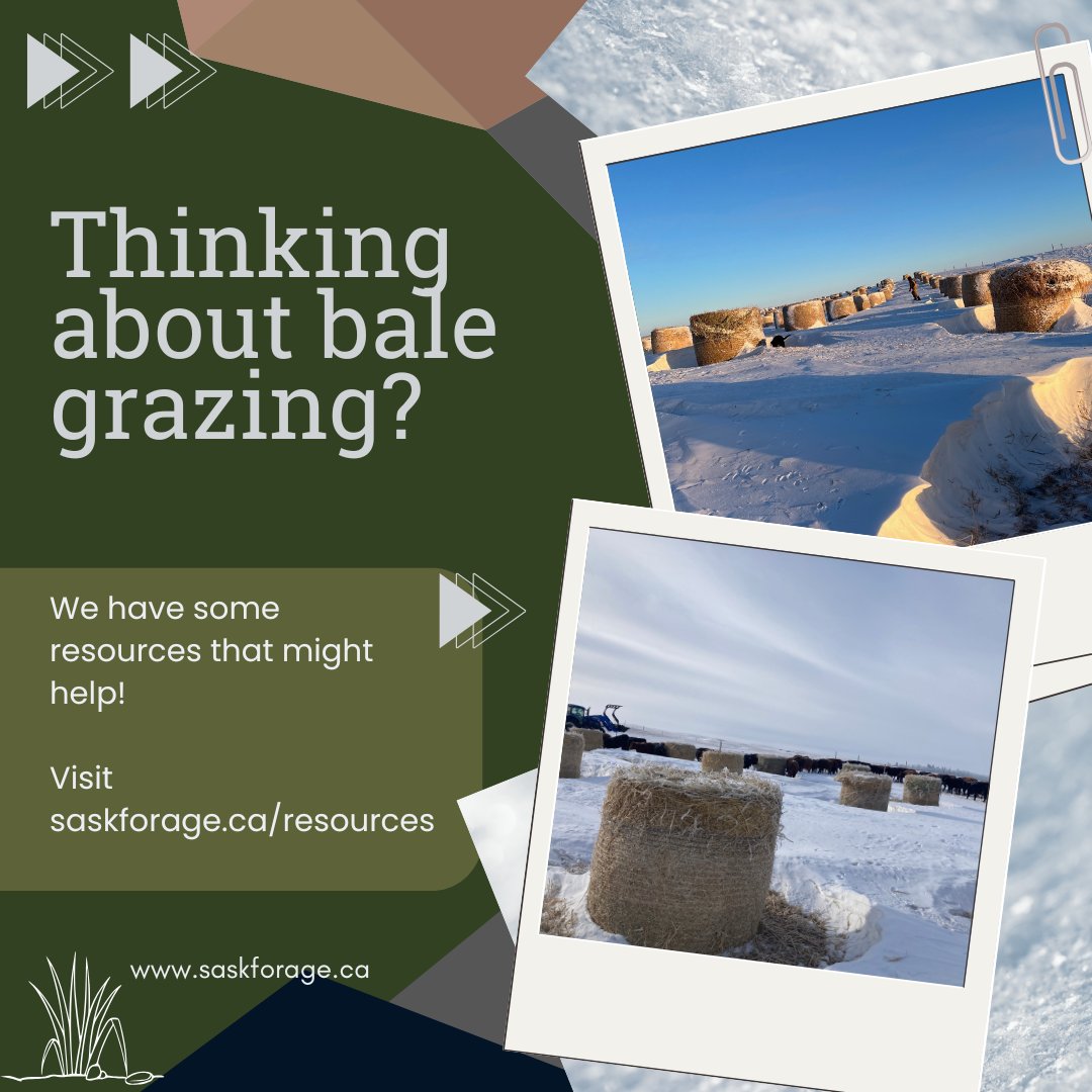 Thinking about bale grazing this winter? The SFC has a list of resources to get you started and help you make a plan! Visit saskforage.ca/resources and scroll to Bale Grazing Resources.