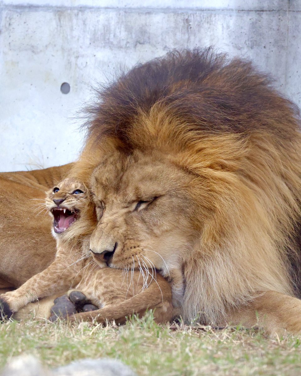 もっち (@mochi8bowpaw373) / Posts / X