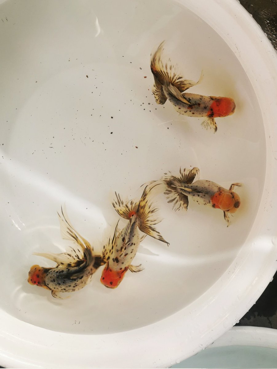 gfverander's tweet photo. イノフェス11月30日（日）ベランダー販売魚のご紹介その③
・関東東錦 弐歳

#イノフェス https://t.co/8xI63wCMxR