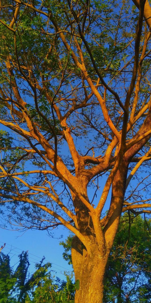 ज़िंदगी की राहों में कुछ क़दम तन्हा चलते हैं,
कभी दर्द, कभी हंसी, यही पल संजीवनी बनते हैं।
मुसीबतें आएँगी, ये तो तय है,
मगर उम्मीदों के दीप से ही रास्ते सवेरा बनते हैं। #Trending #viralpost #photographer #tree